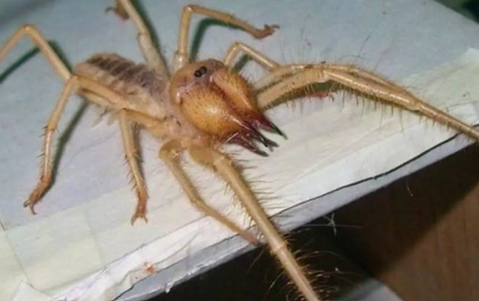 Sarı ömer böceği (Solifugae) ev ve bahçelerde görülen zararlı haşere